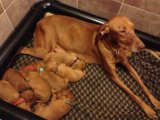 Cozy Canine Cuddle Puddle