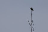 Perched in Serenity