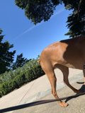 Man's Best Friend