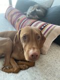 Companions on a Cozy Couch