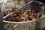 Crab Feast at the Lobster Festival