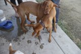 Playtime Pals
