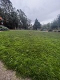 Playful Pup Enjoying a Cloudy Day in the Grass
