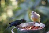 Feathers and Food