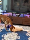 Furry Friends at Play