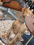 Wooden Decor for Canine Comfort