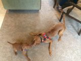 Puppy Playtime on the Floor