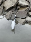 The Graceful Heron on Richardson Bay