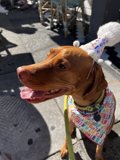 Happy Birthday, Fido!