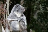 Serene Saturday with the Koala