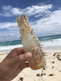 Sipping in the Sun