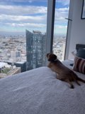 Urban Dog's View