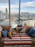 Cozy Canine on a Linen Couch