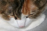 Serene Slumber
