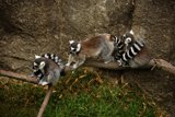 Lemur Trio at Oakland Zoo