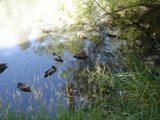 A Quacktastic Day at the Pond