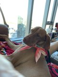 Cozy Canine on Linen Bed with Scarf