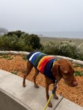 Rainbow Pup in the Presidio