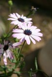Buzzing amongst the Daisies