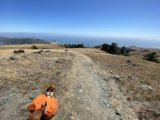 Adventure Dog on the Trail