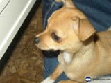 Furry Companion Comforts