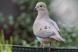 Mourning Dove Perched on Garden Feeder Rail