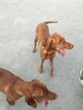 Two Canine Buddies at Play