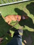Canine Companion