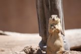 Ground Squirrel Standing Tall