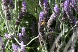 A Dance Among Lavender Blooms