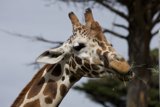 Gentle Giant Grazing