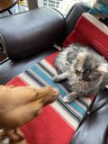 Furry Friends at Home