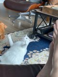 Furry Friends at Play
