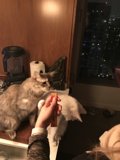 Feeding time for Fluffy