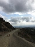 Canine Exploration