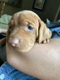 Puppy Love