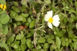 Lone Daisy in a Field of Green