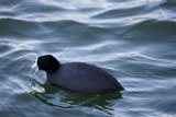 The Black Beauty of Lake Merced