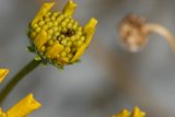 A Bee Collecting Pollen on a Yellow Flower