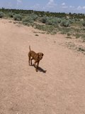 Running Free in the Desert