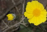 Sunny Bloom