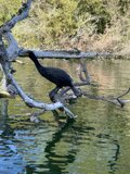 Cormorant Perched in Stow Lake