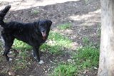 Loyal Pup in the Great Outdoors