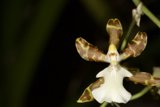 Orchid in Full Bloom