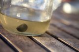 Mysterious Black Object Captured in a Glass Jar