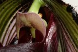 Green-Stemmed Orchid in Close-Up