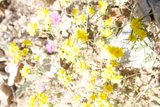 Fields of Gold