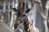 Eccentric Elegance at the SF Zoo