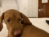 Calm Canine on Hardwood Bed