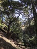 Overhanging Branch